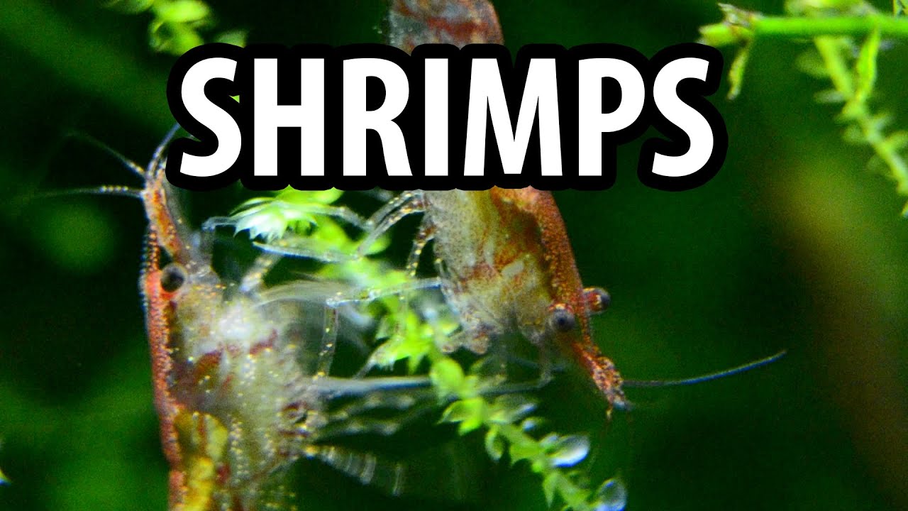 Freshwater Shrimp Aquarium [Close up - Macro]