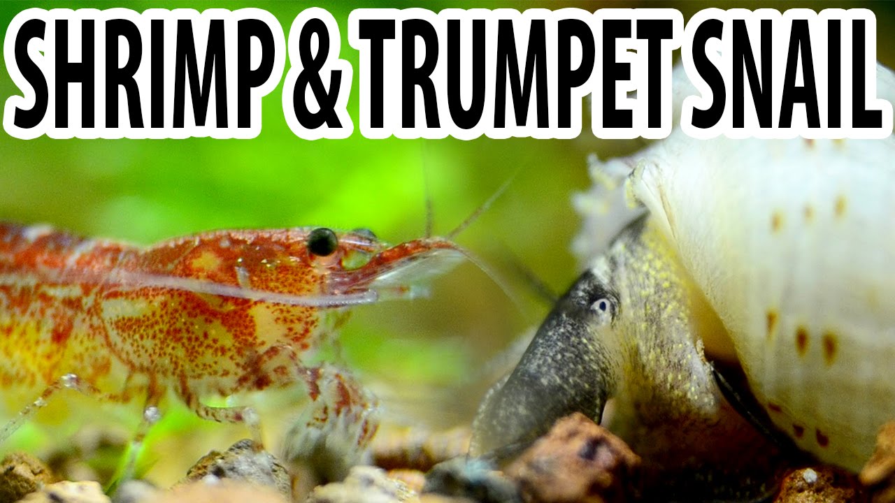 Shrimps & Trumpet snails eating together [Close up]