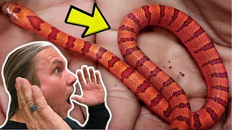 ⁣WOW! HATCHING SUPER ORANGE BABY SNAKES!!! | BRIAN BARCZYK