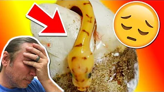 CUTTING SNAKE EGGS AND FOUND A DEAD SNAKE :( | BRIAN BARCZYK