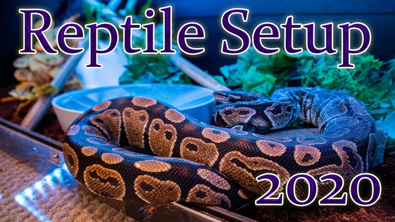 How To Set Up A Reptile Enclosure The Right Way