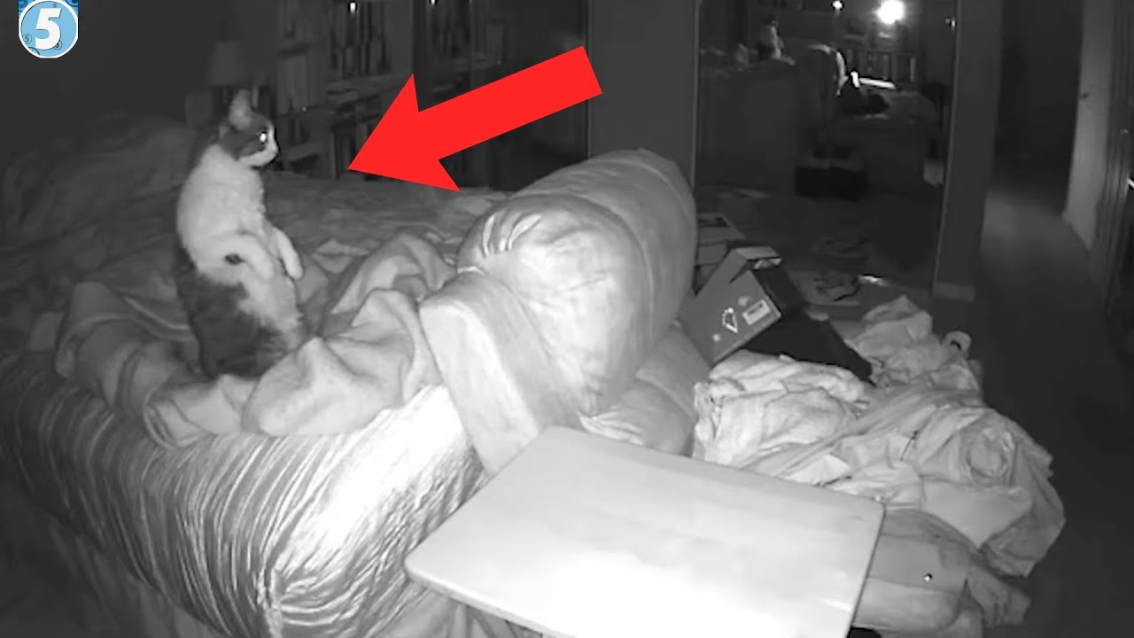 5 Creepy Footage of Pets Seeing Ghosts or Returning As One...
