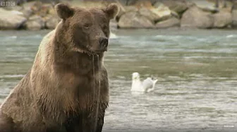 Grizzly Bears Go Hunting | Deadly 60 | BBC Earth