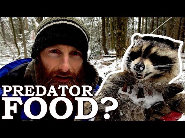 ⁣Experiment: Which Predator Eats this Dead Raccoon?
