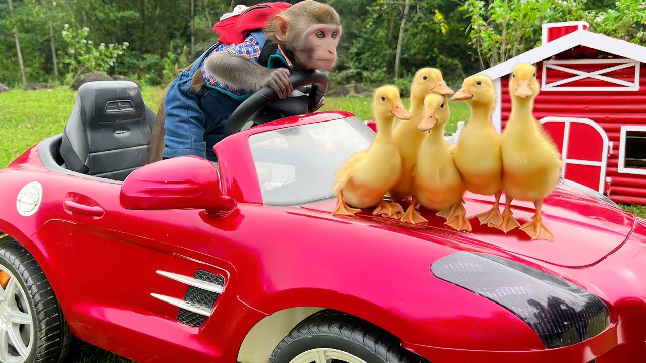 ⁣Baby monkey Bim Bim helps and take care of five little ducks in the cave