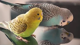 Budgie Sounds - Cookie singing to Biscuit