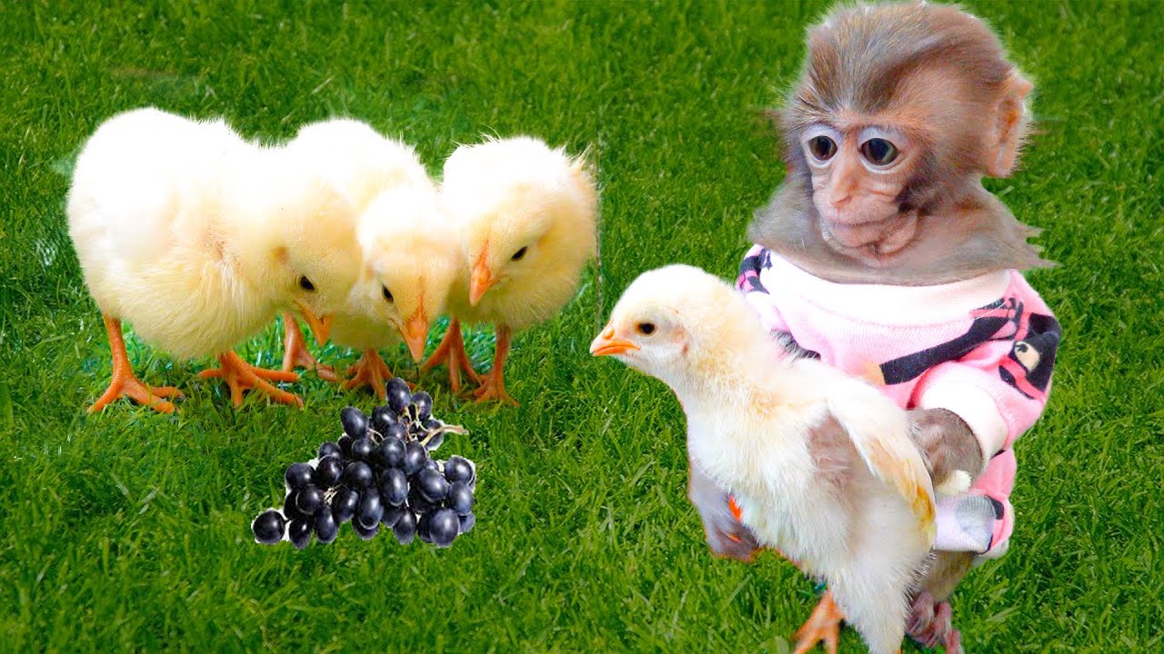 ⁣Monkey Baby BinBin takes care of chicken harvests fruit in the garden