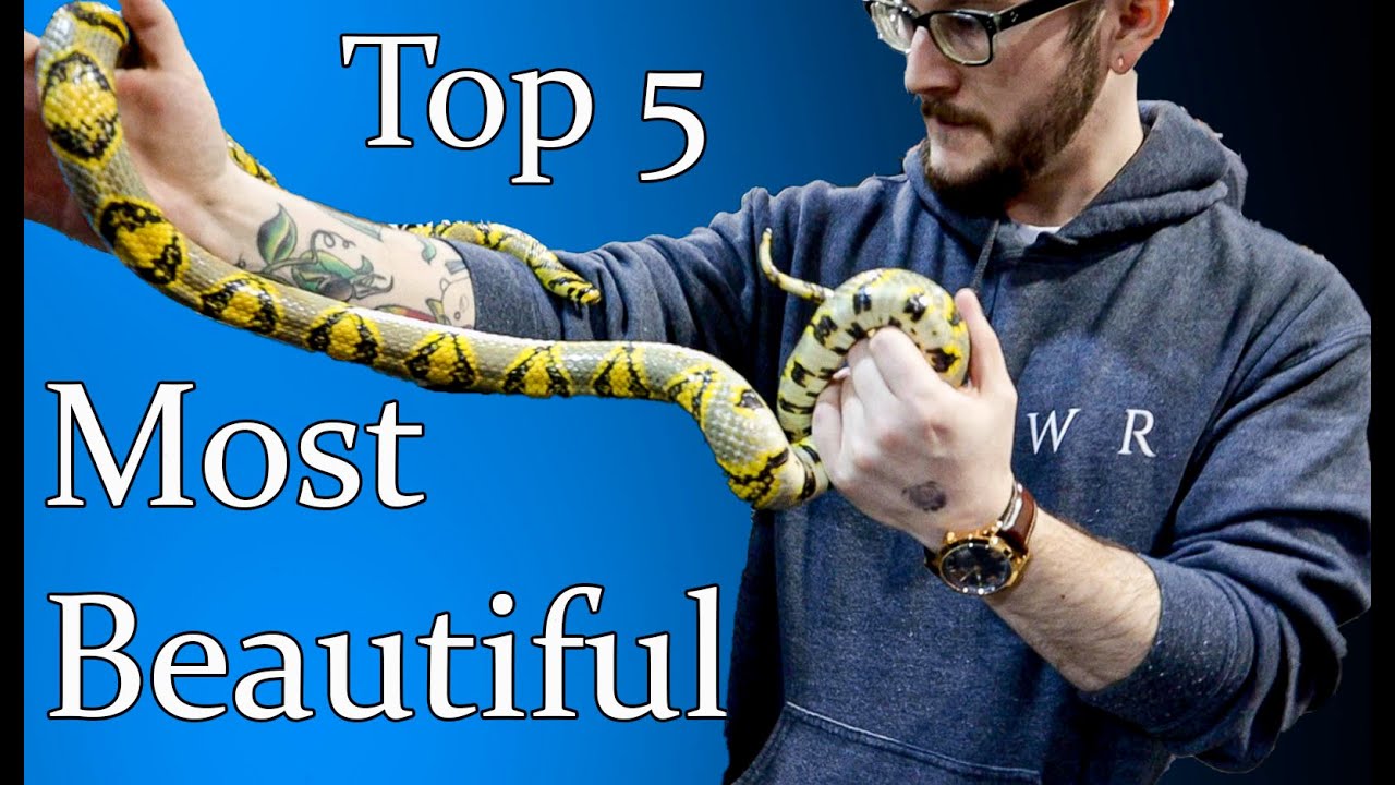 Top 5 Most Beautiful Snakes That Make Great Pets