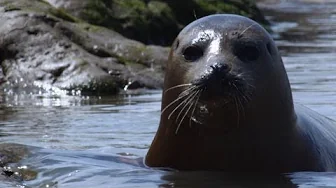 Wild Seals in the Thames | Unexpected Wilderness | BBC Earth