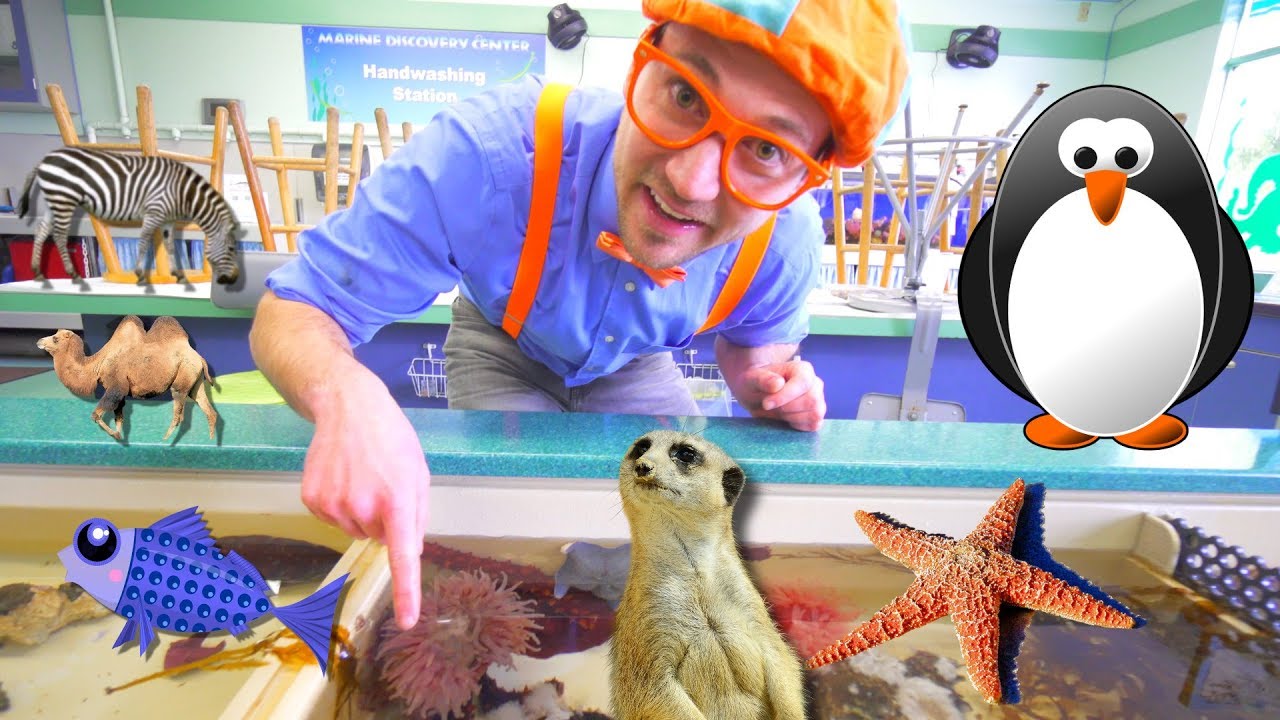 Blippi Visits a Zoo (Point Defiance Zoo & Aquarium) | Blippi Full Episodes | Blippi Toys