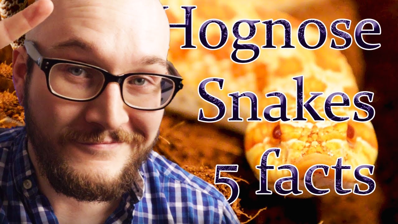 Top 5 Amazing Facts About Hognose Snakes