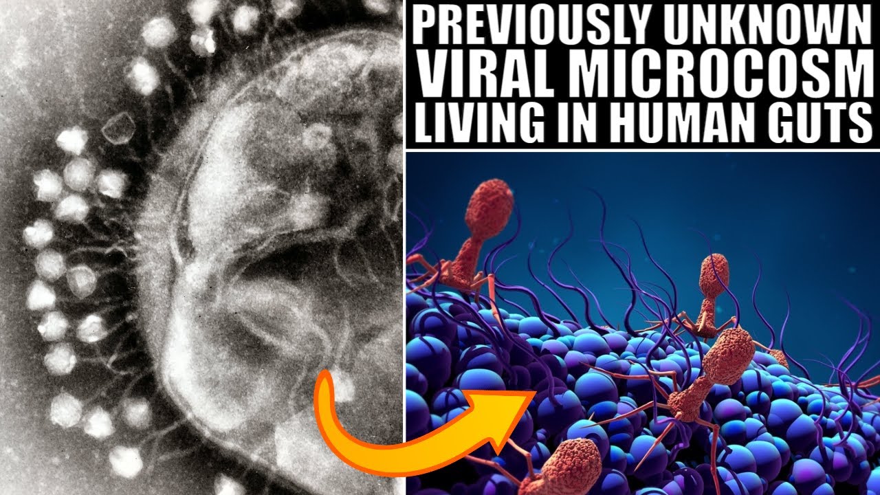 Incredible Discoveries About Viruses Living Inside Our Guts