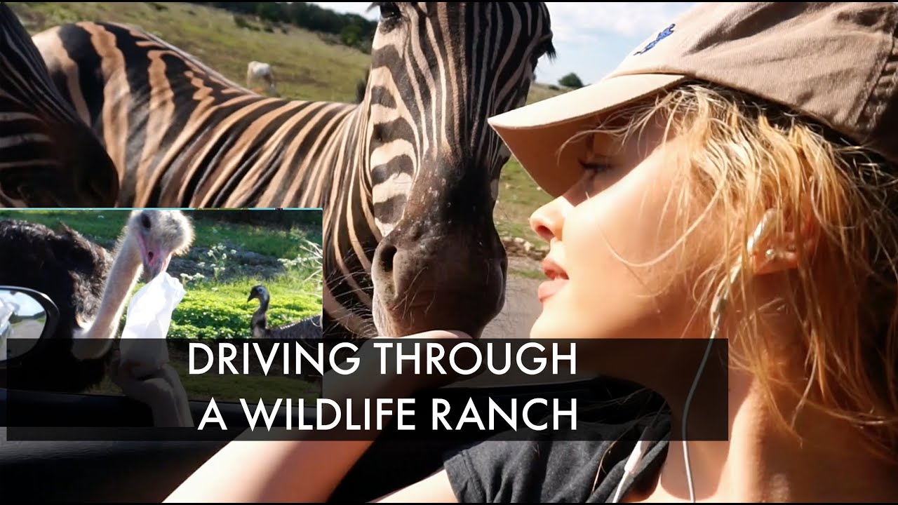 FEEDING AFRICAN ANIMALS - Wildlife Ranch Drive Thru