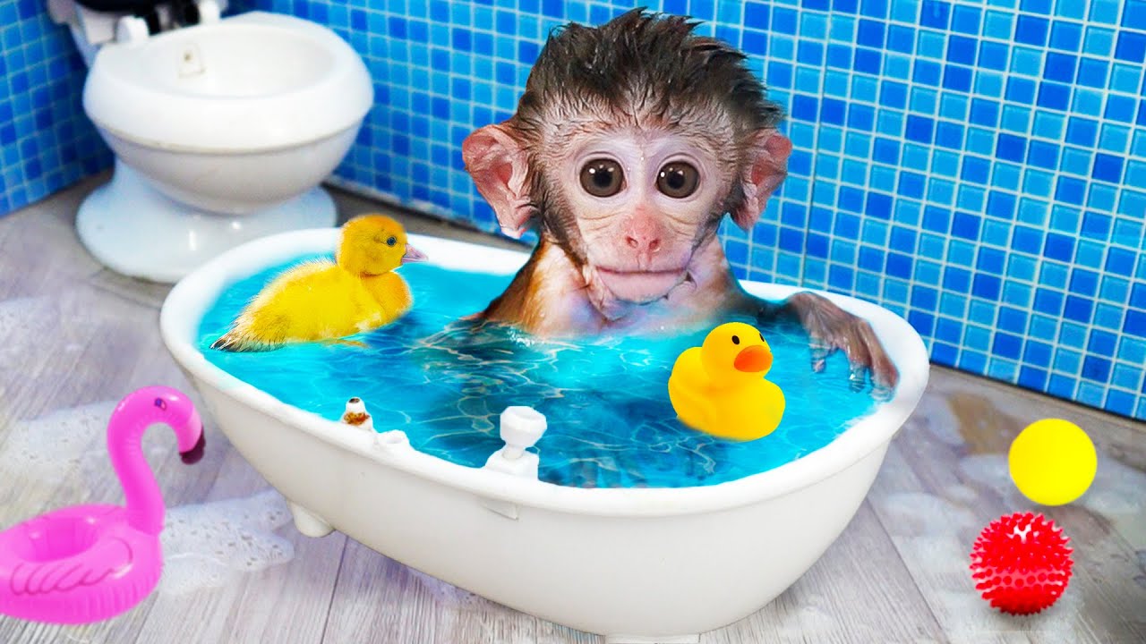 ⁣Adorable Monkey baby Bi Bon swims with a golden duck hatched from a rainbow egg | Funny Video