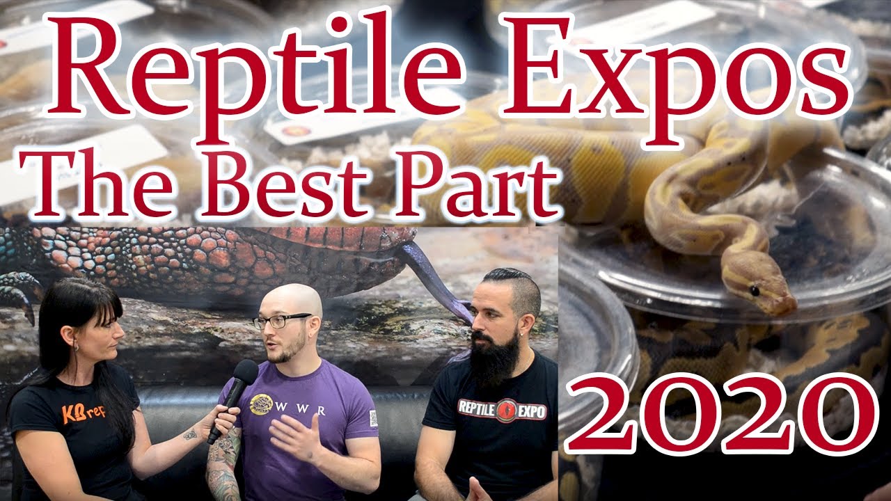 Reptile Expos The Most Pure, Most Fun Part Of The Reptile Hobby!