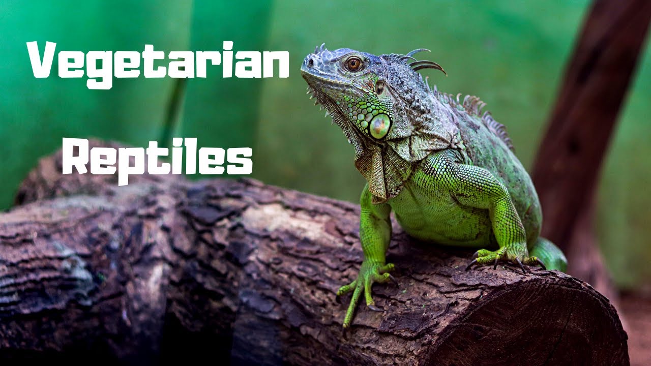 ⁣TOP 5 Vegetarian Reptiles | No Bugs, No Rodents, No Problem