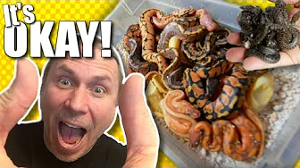 ⁣TRAGEDY IN THE SNAKE INCUBATOR AVOIDED!! | BRIAN BARCZYK