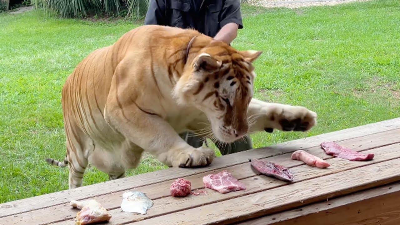 Giant Tiger Charcuterie Mukbang