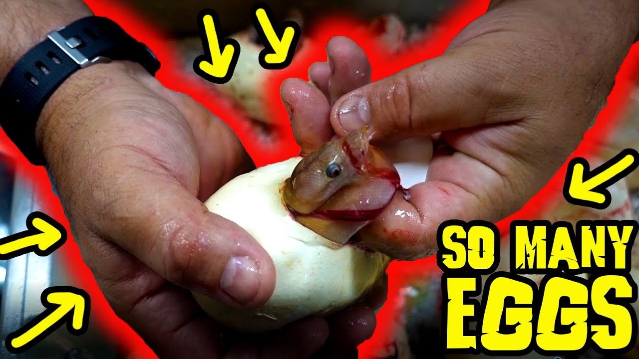 How many eggs in one video?! Eggs, Eggs, Eggs
