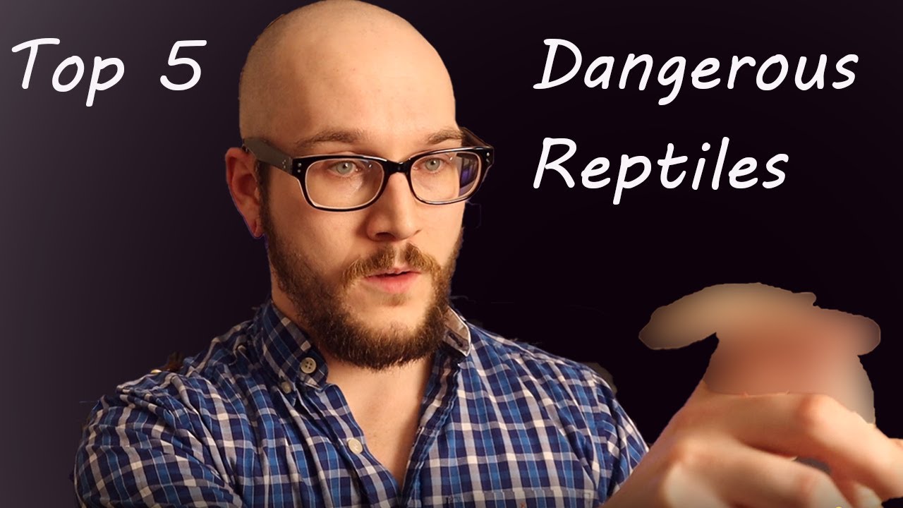 ⁣Top 5 Most DANGEROUS REPTILES In The World