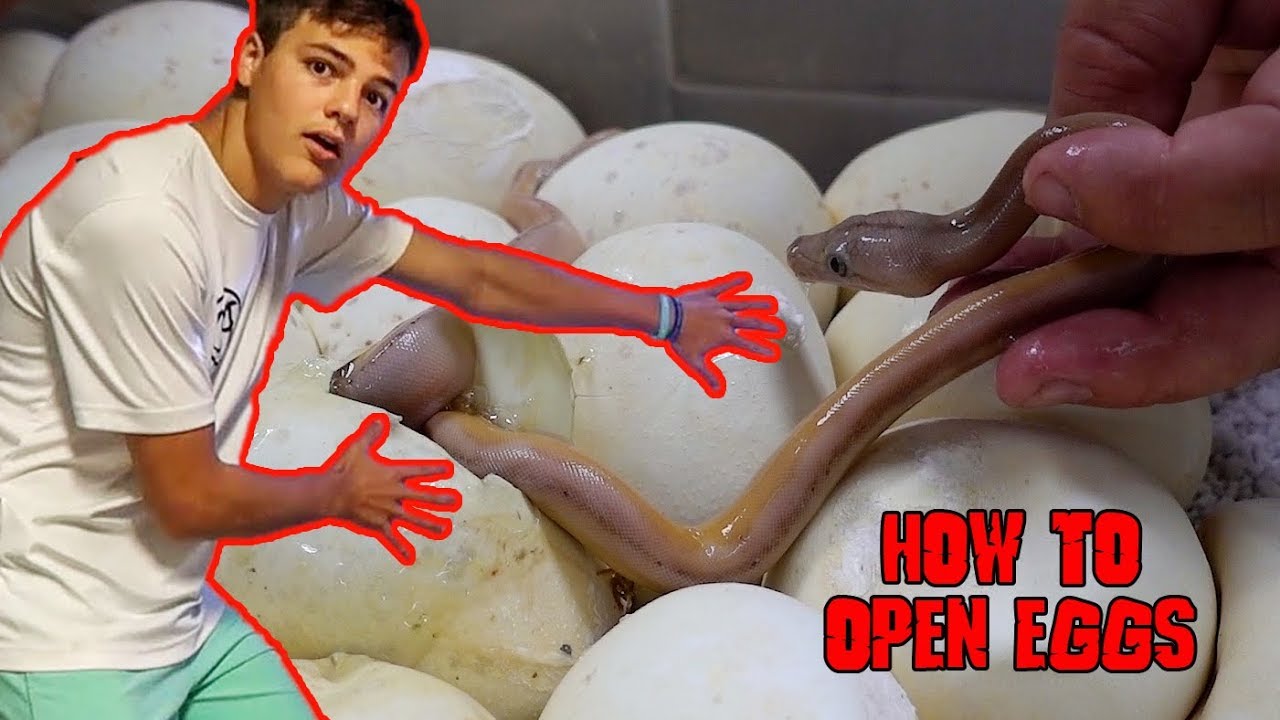 Teaching Paul How to Open Snake Eggs
