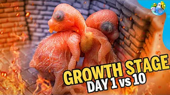 Day 10 vs Day 1 Budgie Growth stage | Part 3 |