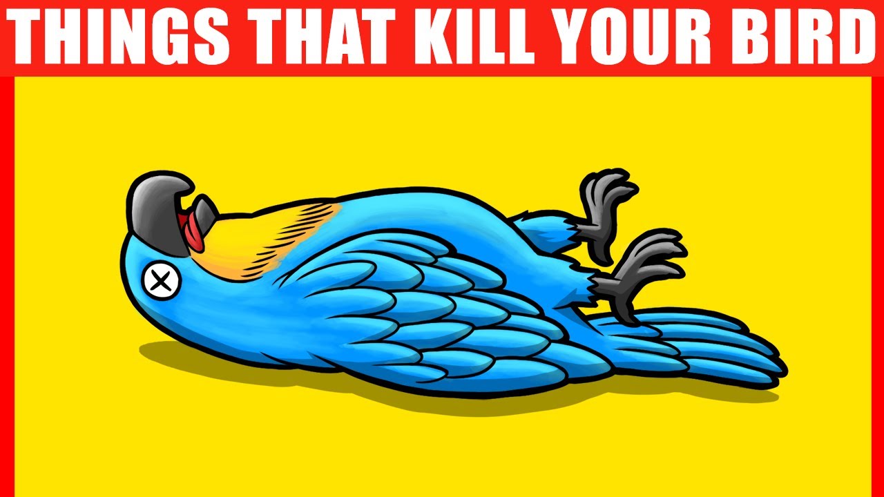 ⁣These 15 Things Can KILL Your Bird (Parrots, Parakeets, and Others)