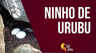 NINHO DE URUBU