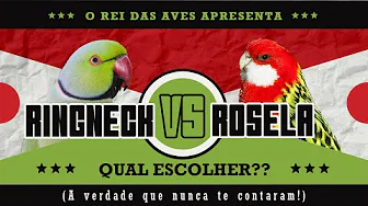 Ring Neck vs Rosela: qual ave é mais lucrativa e fácil de cuidar?