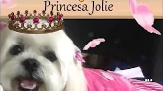 ⁣1 Dia de Princesa Dog ! Jolie no Pet Shop ! [ Completo e editado ] Veja o antes e o depois ! Jolie !