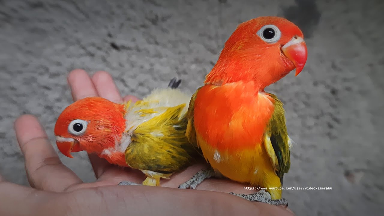 ⁣Lovebird Chicks - Two Euwing Green (Gold) Opaline - Orange Head Lovebird