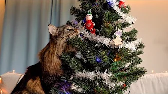 ⁣The Christmas Tree is still standing | Norwegian Forest Cats