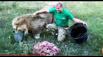 ⁣Мы привезли льву Султану 20 кг. МЯСА ! Russian Lion man !