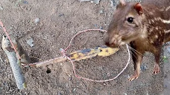 ⁣Armadilha de laço para pegar animais - Sobrevivência na selva